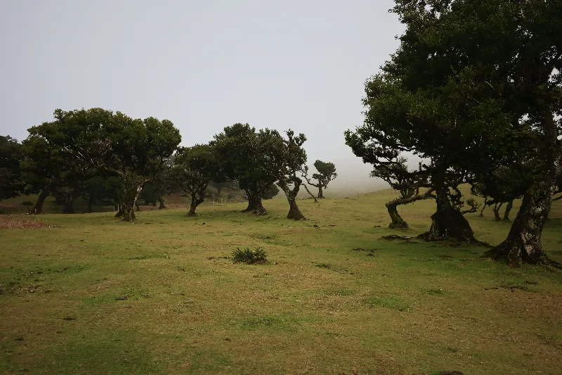 Floresta Laurissilva da Madeira